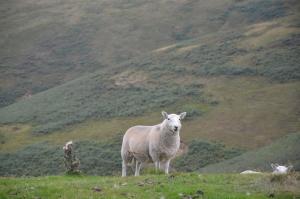 Jedna ze všudypřítomných ovcí, národní park Highlander